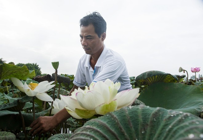 Colourful lotus pond in the suburbs of Hanoi - ảnh 5